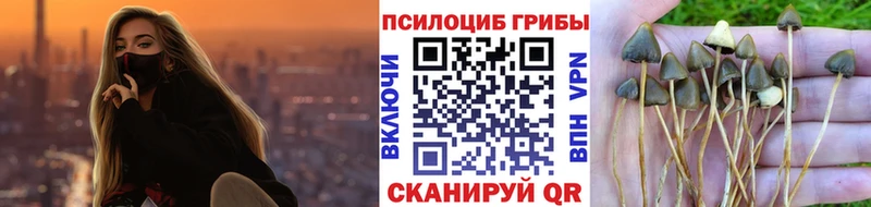 Купить  Бежецк  Псилоцибиновые грибы Psilocybine cubensis 